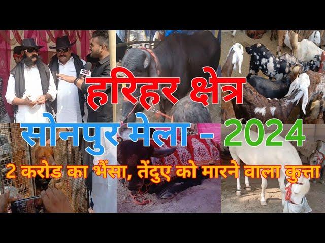 घोडा बाजार | sonpur mela 2024 | Dog bajaar | Horse market Sonpur Mela | Dog Market Sonepur mela 2024