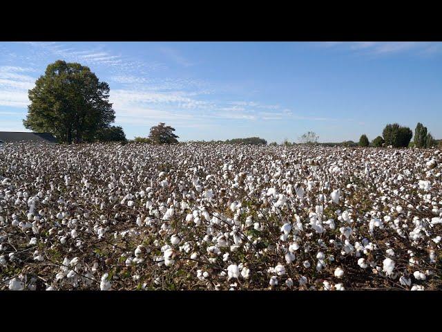 Cotton Tour