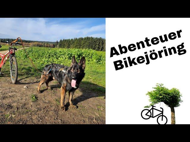 Abenteuer Bikejöring mit kleinem Unfall, Deutscher Schäferhund zieht Fahrrad durch die schöne Natur