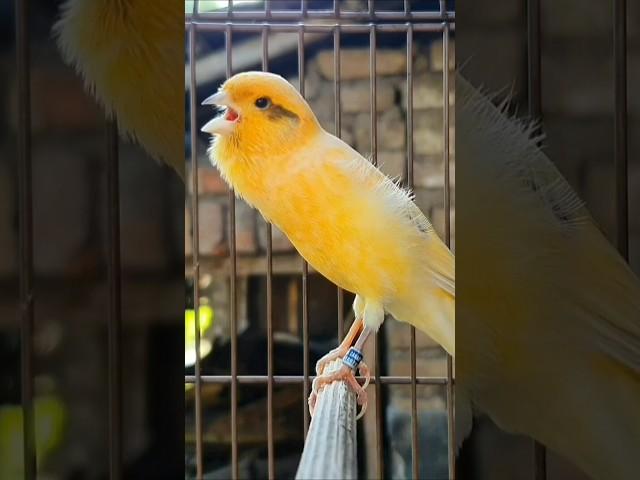 best song canary bird | bird sound #birds #animals #canary #funnyanimals