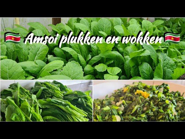  Surinaamse Amsoi plant |Pick mustard leaves and stir fry| EN subtitle|