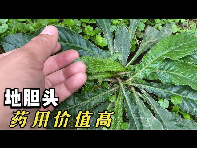 地胆头药用价值高，食补疗效显著，根部是广东人常用的煲汤材料