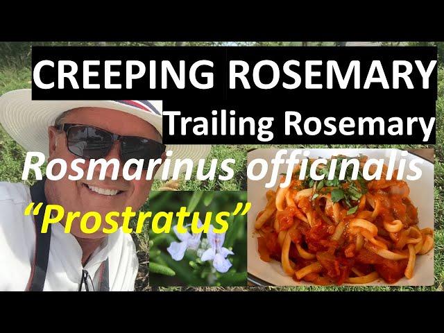 Creeping (Trailing) Rosemary - Rosmarinus officinalis prostratus, Coto de Caza, CA