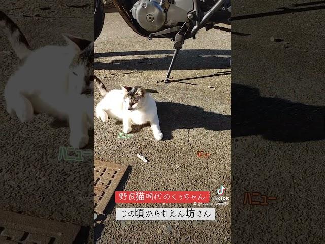 #手作り#猫#猫ご飯#野良猫#保護猫#猫カフェ#犬#ペット#らーめん#cat#背脂#塩らーめん#味噌ラーメン#tuki#晩餐歌#ねこ屋食堂#ランチ#カシスオレンジ#仙台#みれい#チュール#炊飯器