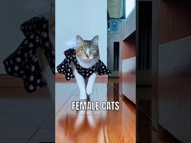 Facts about female cats you didn’t know. #cats #catfacts #catlover #catlife #catvideos