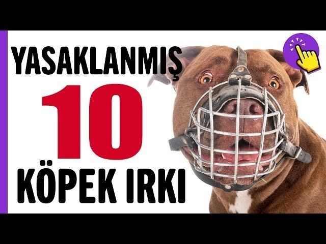 Yasaklanmış 10 köpek ırkı | Hayvanlar Alemi | Aklında olsun