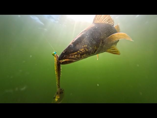 Early Season Walleye Tips for Tough Conditions