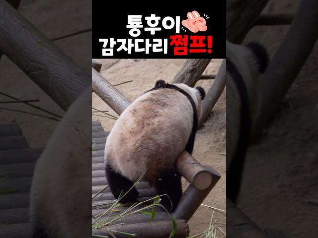 짜리몽땅한 다리로 쩜푸!ㅋㅋㅋㅋㅋ 엄마랑 웅니랑 함께면 텐션 업!🩷