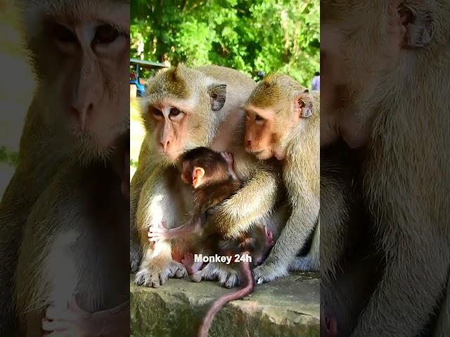 #deedee#devi#jenifer #monkeyupdate #babyanimal #luno #monkeychannel #babymonkey #cute #newbornmonkey