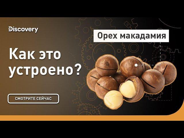 Орех макадамия | Как это устроено? | Discovery