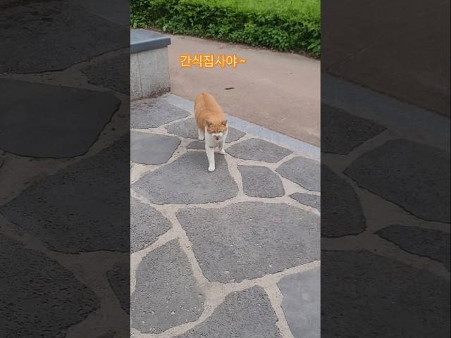간식시간이 즐거운 길고양이 꽃님이  #동물친구 #길고양이