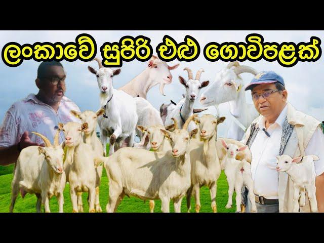 Goat Farming with Good Management in Sri Lanka ලංකාවෙ සුපිරිම එළුවෝ සෙට් එක