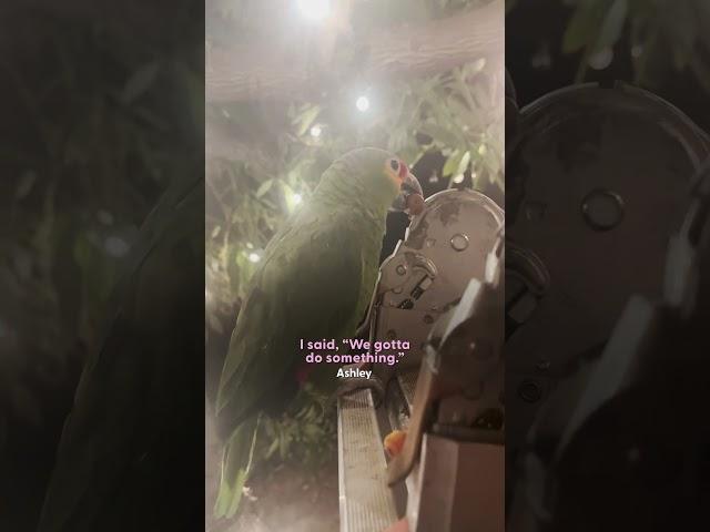Parrot Shows Up At This Couple's House At Just The Right Time | The Dodo