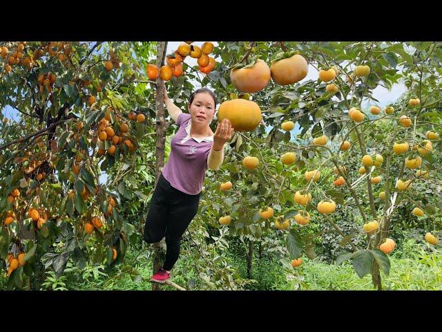 Harvesting Sapodilla and Selling It at the Market - Gardening, Looking after Beans | Trieu Mai Huong