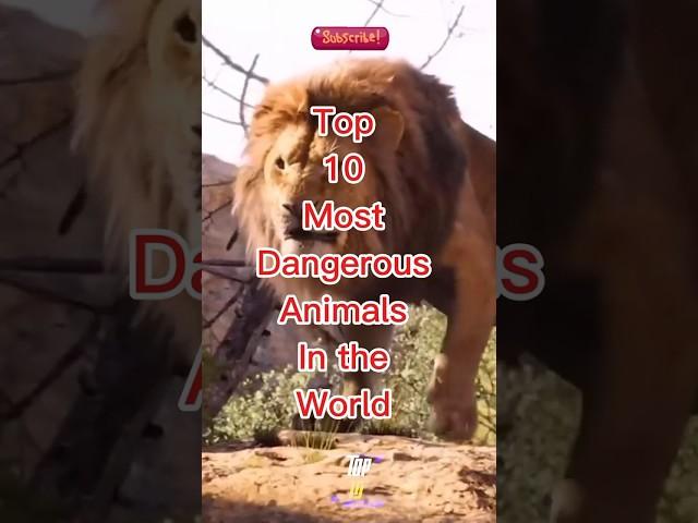 Top 10 Most Dangerous Animals In The World #viralvideo #shorts