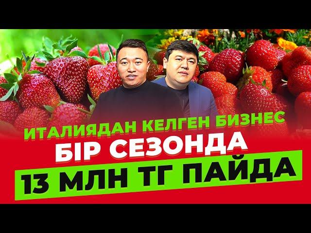 Сезонында 13 млн тг ТАЗА пайда қалатын Құлпынай шаруашылығы. | Ауыл шаруашылығы.