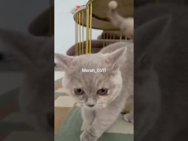 #cute #new #funny #tiktok #tiktokvideo #tiktokviral #adopt #bsh #shortvideo #shortsfeed #shorts