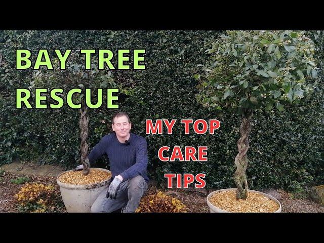 Bay Tree Care | Bay Tree Rescue | Laurus Nobilis