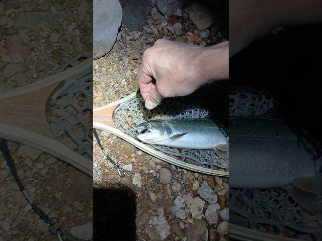 Takes a trout .5 seconds to attack the Rapala at night.