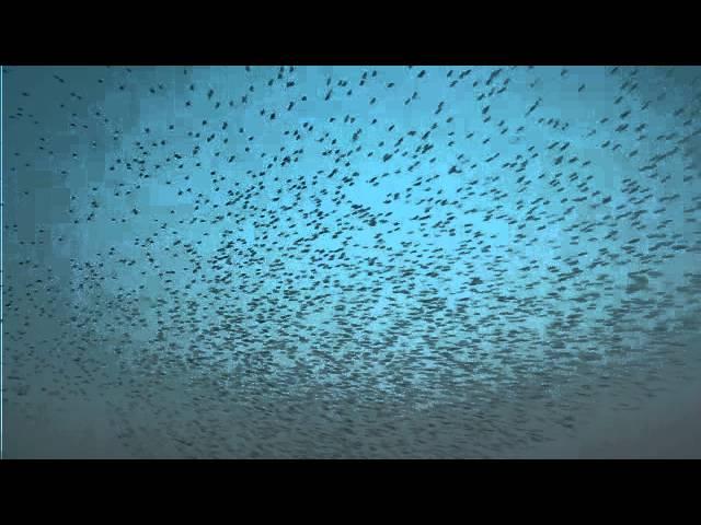 Starlings at Ham Wall on the Somerset Levels Feb 2012-1/1