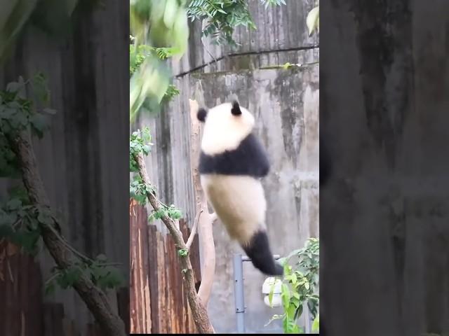 Panda Falling Funny Videos