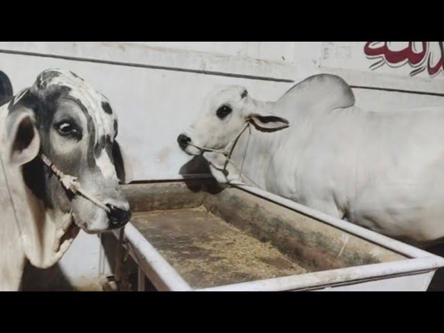 Mashallah Pakistani Heavy Bulls | World Biggest Bulls | Razi Ali Vlogs