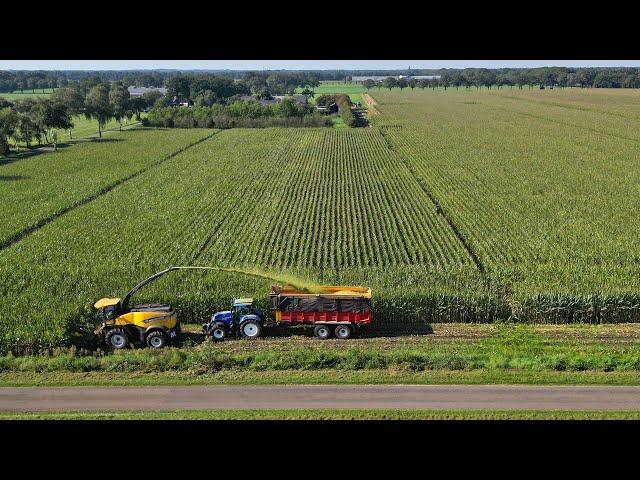 Chopping corn silage 2023 / New Holland FR650 + New Holland / Toonen