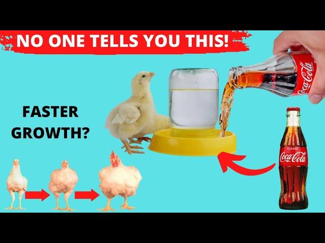 SECRET Benefits For Adding Coca Cola in Chicken Water