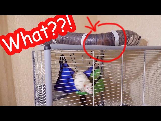 Where did the hamster