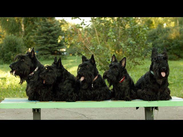 Are Scottish Terriers Good at Earthdog Trials?