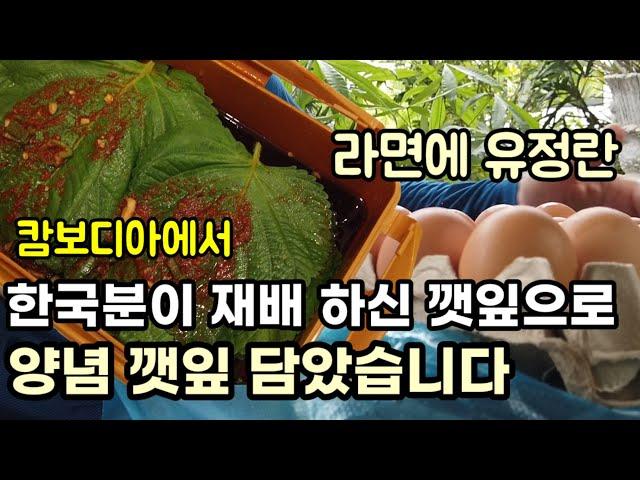 [캄보디아] 이민생활 한국반찬 잊을수가 없습니다 / 두리안이 맛있는 계절