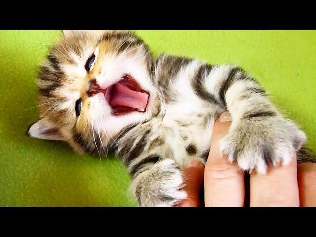 Cute Kittens and Funny Cats Compilation | More Yawns, More smiles