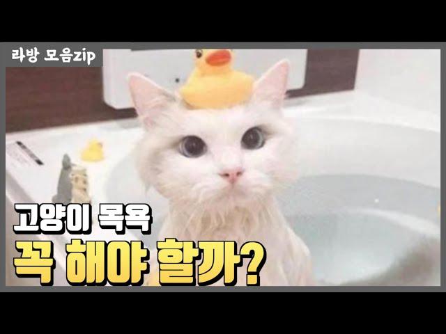 고양이 목욕 꼭 해야하는 걸까?