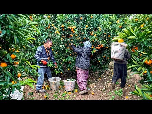 Mandalina Bahçe Hasadı / Tangerine Harvest