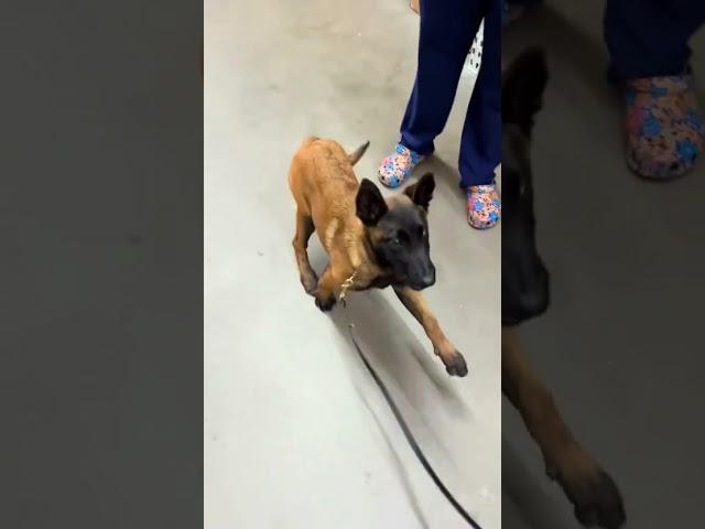 @julissa.pradeep(dog speak): #dogshorts #petsrule #dog #puppy #funny #love