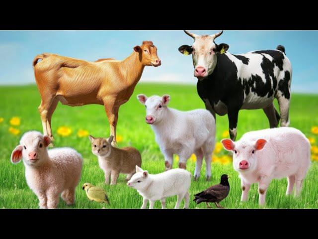 Animal Sounds - Cow, Goat, Horse, Chicken, Duck, Sheep, Pig - Cute Animals