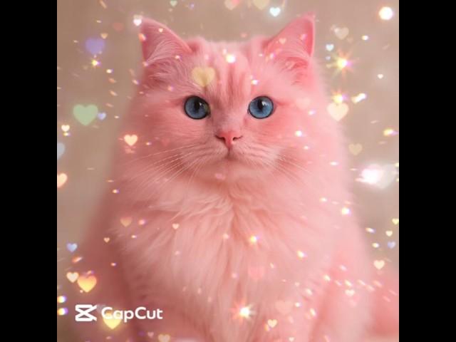 My channel the meow meow clan.  Subscribe etc.  #cat