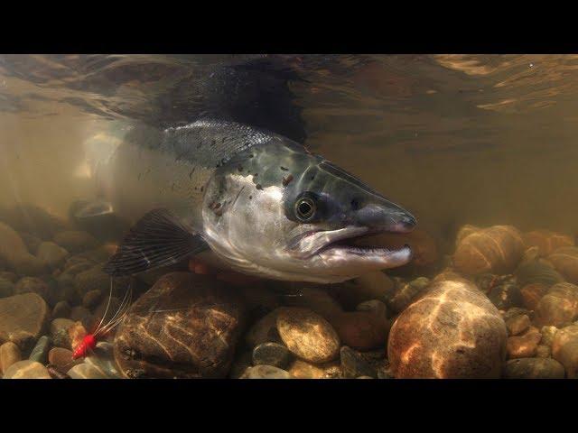 Features salmon fishing. fishing on the Kola 2019