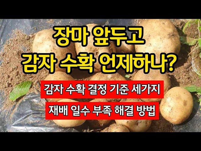 장마 앞두고 재배일수 모자란 감자 언제 수확해야 하나? 감자 수확 결정 기준 세가지. 재배일수 부족 해결 방법