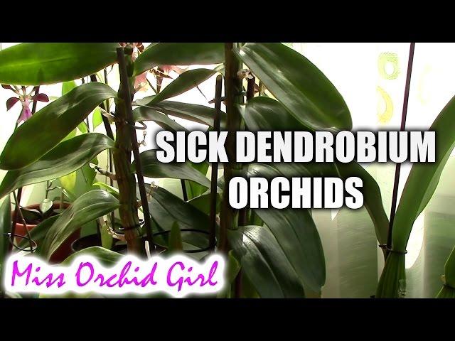 How to deal with sick Dendrobium orchids - rotting roots and pseudobulbs