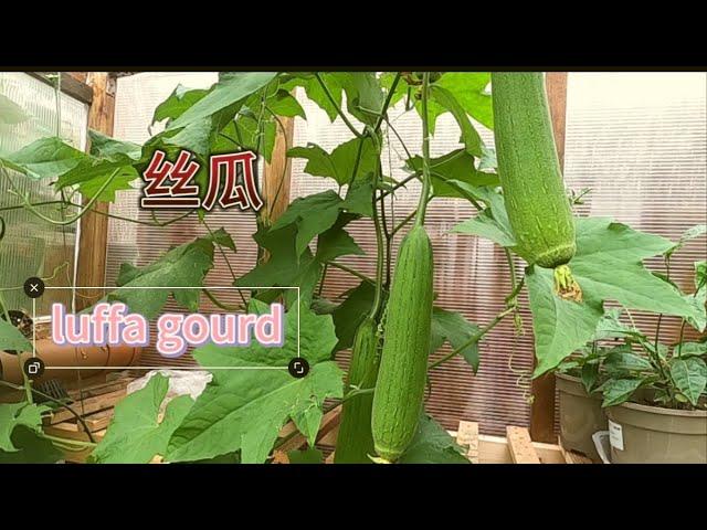 英国种植丝瓜(luffa gourd uk)天气冷之前不开公花，落蔓打顶才挂果