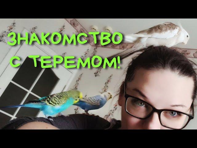 Стая попугаев в квартире. Видео-знакомство с каналом Терем попугая #попугай #parrot