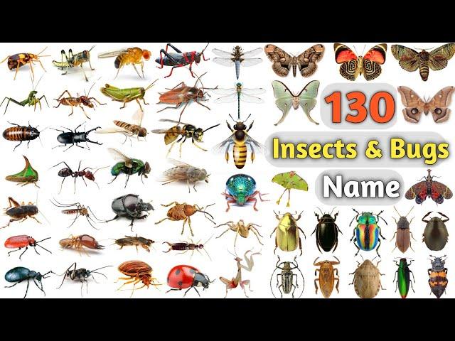 Insects & Bugs Vocabulary ll About 150 Insects & Bugs names In English With Pictures ll Insects Name