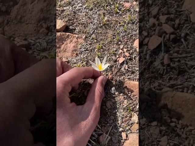 Mountain picknik️