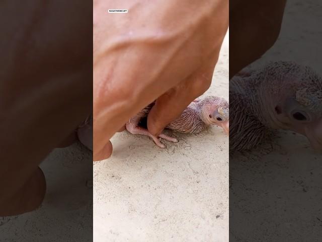 Installing tag numbers on baby pigeons' legs