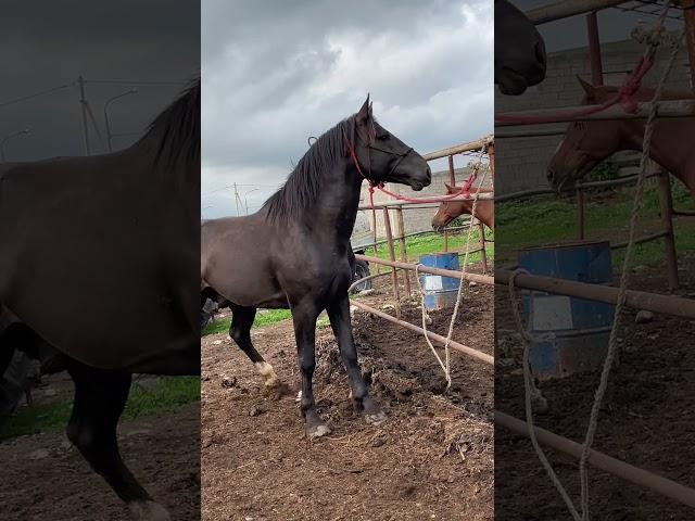 #horse WhatsApp +79277214909 ХОЗЯИН НА МЕСТЕ #kokboru #продажалошадей #лошади