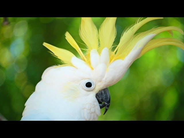 How to Take Care of a Cockatoo | Pet Bird