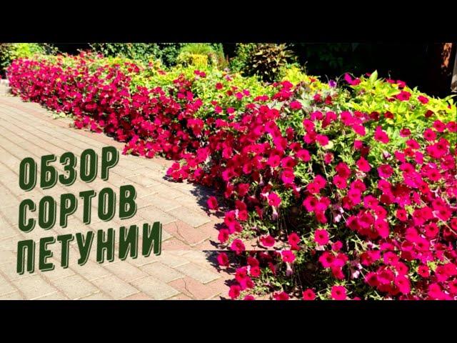 ОБЗОР СОРТОВ ПЕТУНИИ.