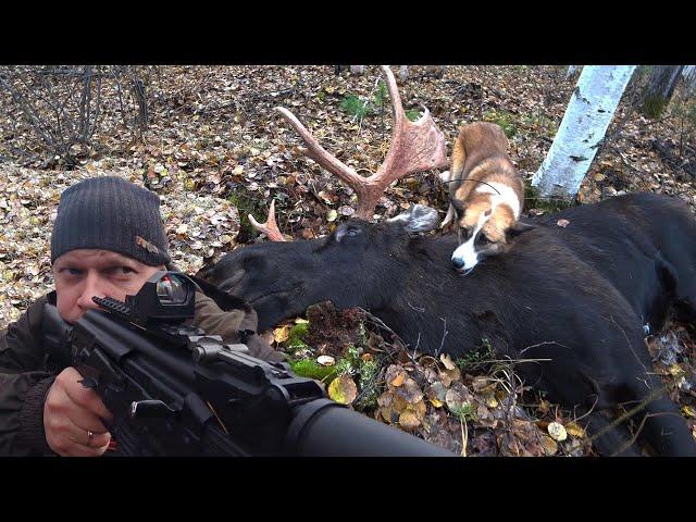 ОХОТА НА ЛОСЯ /ПОЙМАЛ ГОЛЫМИ РУКАМИ /ШОК КОНТЕНТ- ГОТОВИМ ЛОСЯ-МОЗГИ ОТ ПАЛЫЧА /КОЛЛИМАТОР RDO 1-28
