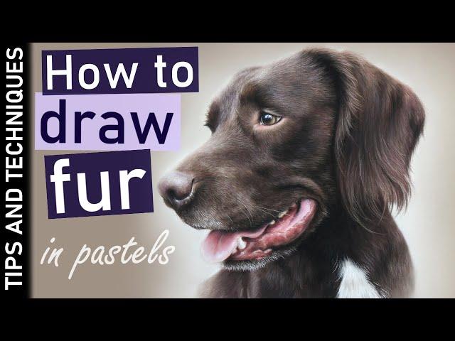 How to draw fur in pastels | Photo realistic dog drawing in pastels